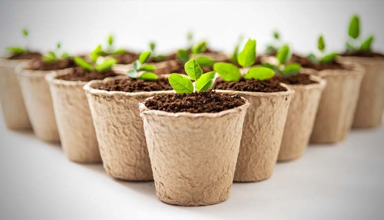 Coco pots