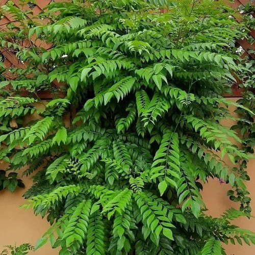 Curry leaves